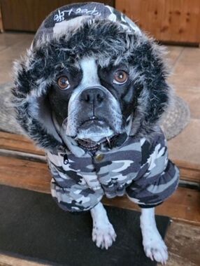 Petlife Dog Ski Parka Jacket Large #DGC10